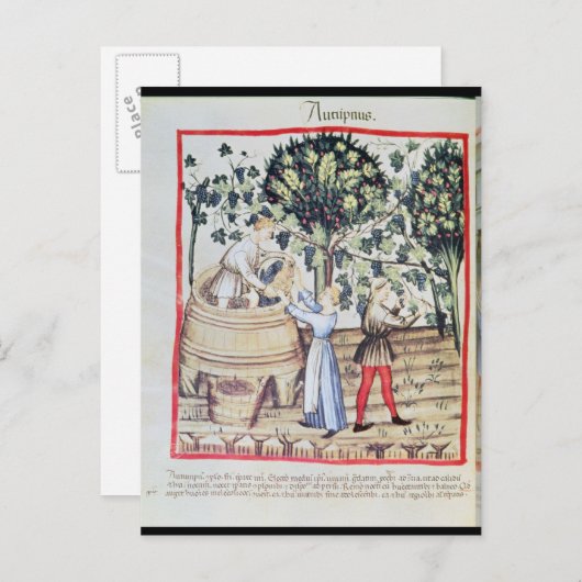 The Grape Harvest, 13e eeuw Briefkaart (Voorkant / Achterkant)