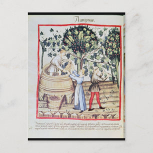 The Grape Harvest, 13e eeuw Briefkaart