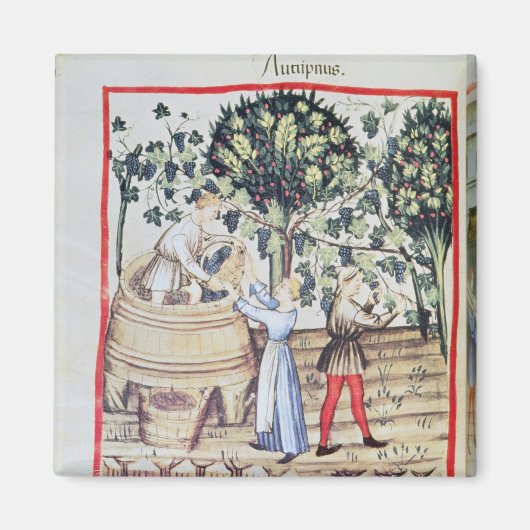 The Grape Harvest, 13e eeuw Magneet (Voorkant)