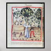 The Grape Harvest, 13e eeuw Poster (Voorkant)