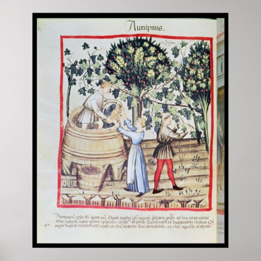 The Grape Harvest, 13e eeuw Poster (Voorkant)