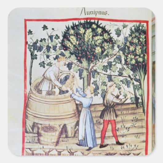The Grape Harvest, 13e eeuw Vierkante Sticker (Voorkant)