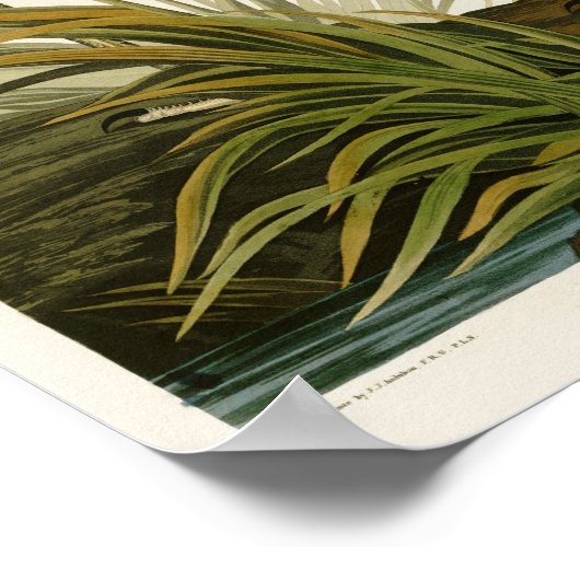 The Great Blue Heron John Audubon Birds of America Poster (Hoek)