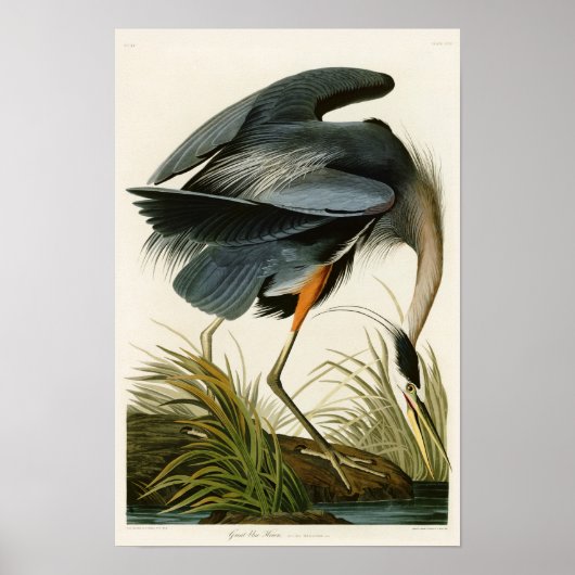 The Great Blue Heron John Audubon Birds of America Poster (Voorkant)