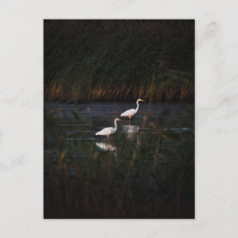 The great egret (Ardea alba) birds Briefkaart