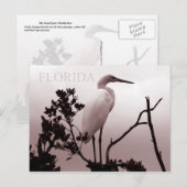 The Great Egret - Florida Keys Briefkaart (Voorkant / Achterkant)