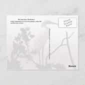 The Great Egret - Florida Keys Briefkaart (Achterkant)
