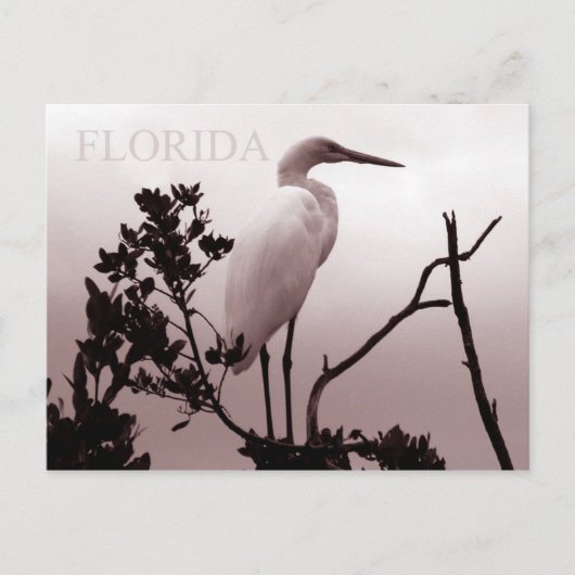 The Great Egret - Florida Keys Briefkaart (Voorkant)