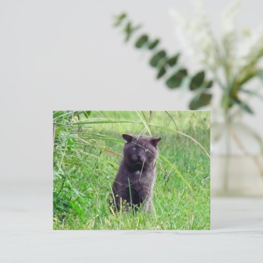 The Grey Stray - Kat Briefkaart (Staand voorkant)