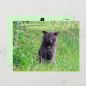 The Grey Stray - Kat Briefkaart (Voorkant / Achterkant)