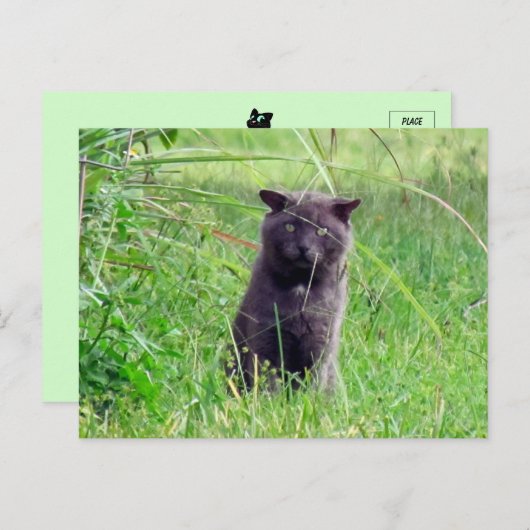 The Grey Stray - Kat Briefkaart (Voorkant / Achterkant)