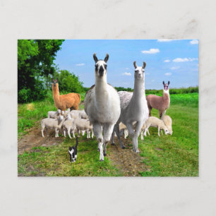 "The Guard Llamas" Briefkaart