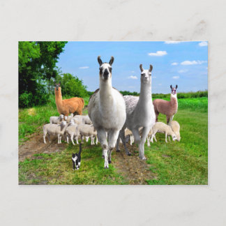 "The Guard Llamas" Briefkaart