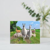 "The Guard Llamas" Briefkaart (Staand voorkant)
