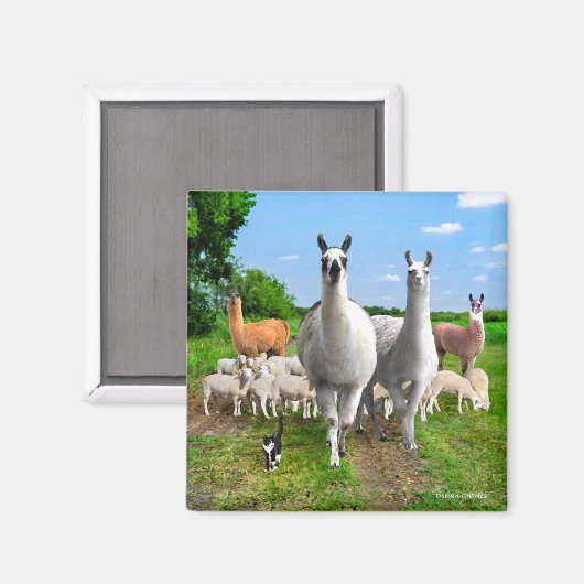 "The Guard Llamas" Magneet (Voorkant / Achterkant)