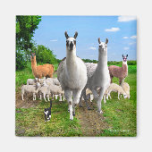 "The Guard Llamas" Magneet (Voorkant)