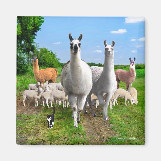 "The Guard Llamas" Magneet (Voorkant)