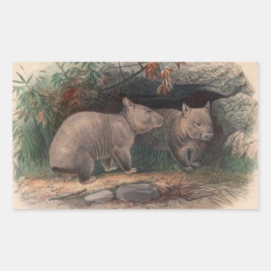 The Hairy-Nosed Wombat by Joseph Wolf Rechthoekige Sticker (Voorkant)