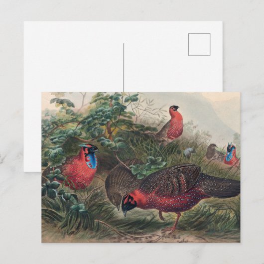 The Horned Tragopan van Joseph Wolf Briefkaart (Voorkant / Achterkant)