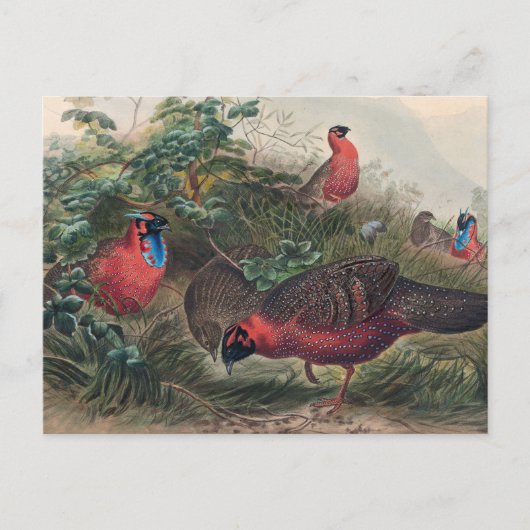 The Horned Tragopan van Joseph Wolf Briefkaart (Voorkant)