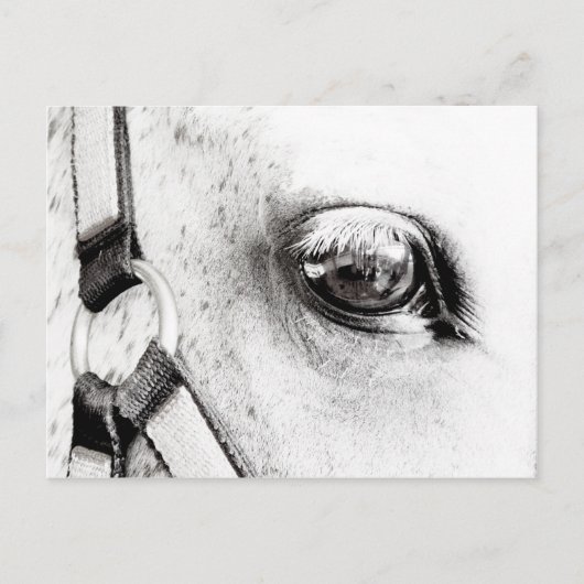 The Horses Soul Briefkaart (Voorkant)