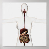 The Human Digestive System 2 Poster (Voorkant)