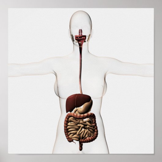 The Human Digestive System 2 Poster (Voorkant)