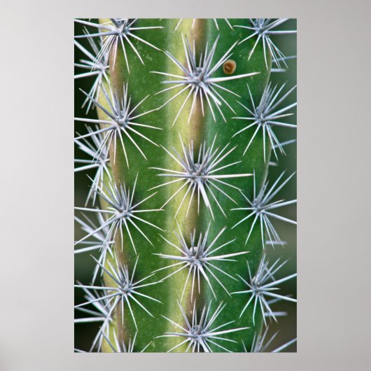 The Huntington Botanical Garden, Octopus Cactus Poster (Voorkant)