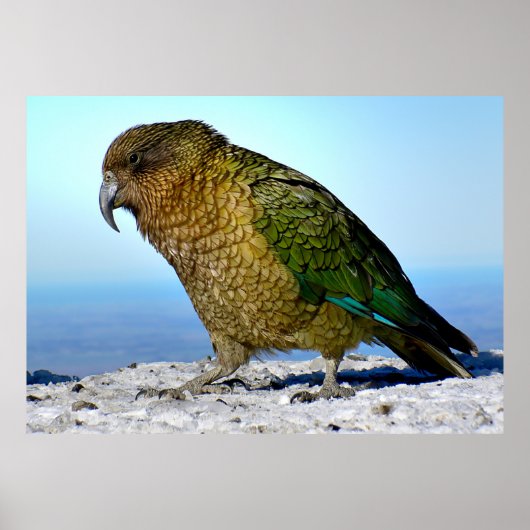 The Kea - New Zealand's Apline Parrot Poster (Voorkant)