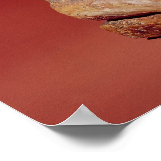 The Key Marco Cat uit Florida Poster (Hoek)