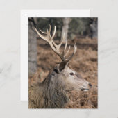 The King's Deer of Richmond Park, Londen, Verenigd Briefkaart (Voorkant / Achterkant)