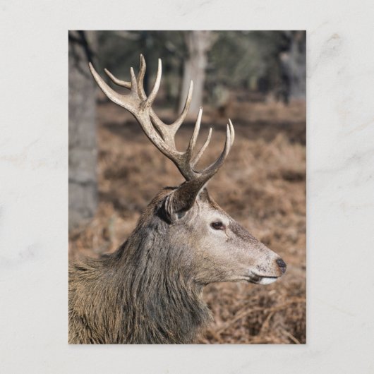 The King's Deer of Richmond Park, Londen, Verenigd Briefkaart (Voorkant)