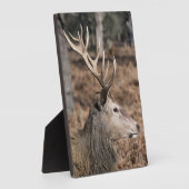 The King's Deer of Richmond Park, Londen, Verenigd Fotoplaat (Zijkant)
