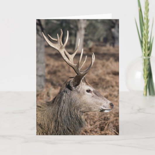 The King's Deer of Richmond Park, Londen, Verenigd Kaart (Voorkant)