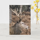 The King's Deer of Richmond Park, Londen, Verenigd Kaart (Gele Bloem)