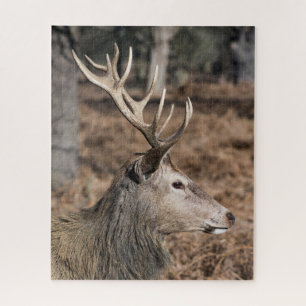 The King's Deer of Richmond Park, Londen, Verenigd Legpuzzel