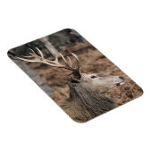 The King's Deer of Richmond Park, Londen, Verenigd Magneet (Rechterzijde)