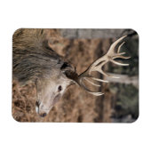 The King's Deer of Richmond Park, Londen, Verenigd Magneet (Horizontaal)