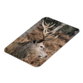 The King's Deer of Richmond Park, Londen, Verenigd Magneet (Linkerzijde)