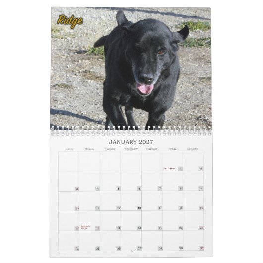 The Labradors of Four Paws Kennel Kalender (Jan 2027)