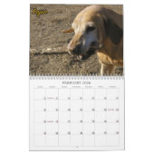 The Labradors of Four Paws Kennel Kalender (Feb 2026)