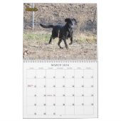 The Labradors of Four Paws Kennel Kalender (Mar 2026)