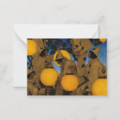 The Lantern Bearers, 1908, van Maxfield Parrish Notitiekaartje (Voorkant)