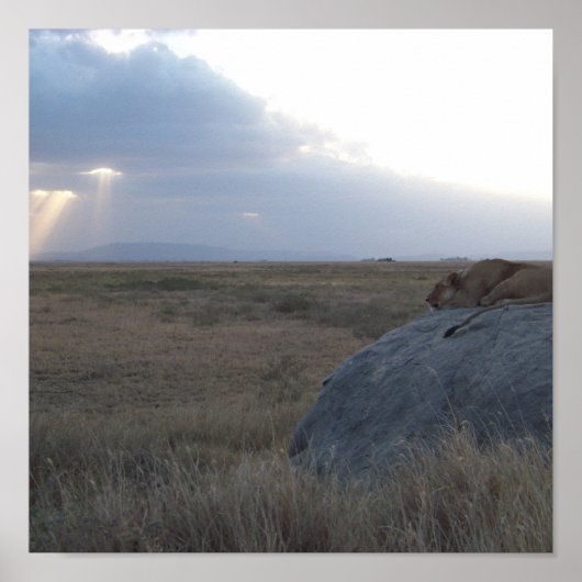 The Lioness's Sunset Poster (Voorkant)