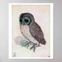 The Little Owl, Albrecht Durer