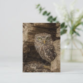 The Little owl Briefkaart (Staand voorkant)