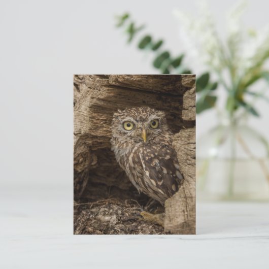The Little owl Briefkaart (Staand voorkant)