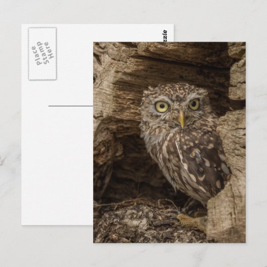 The Little owl Briefkaart (Voorkant / Achterkant)