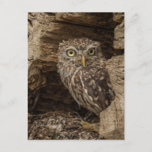 The Little owl Briefkaart