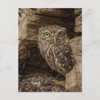 The Little owl Briefkaart